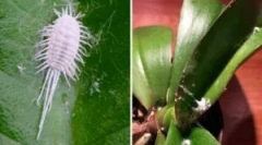 Mute cherver: typy a spôsoby boja